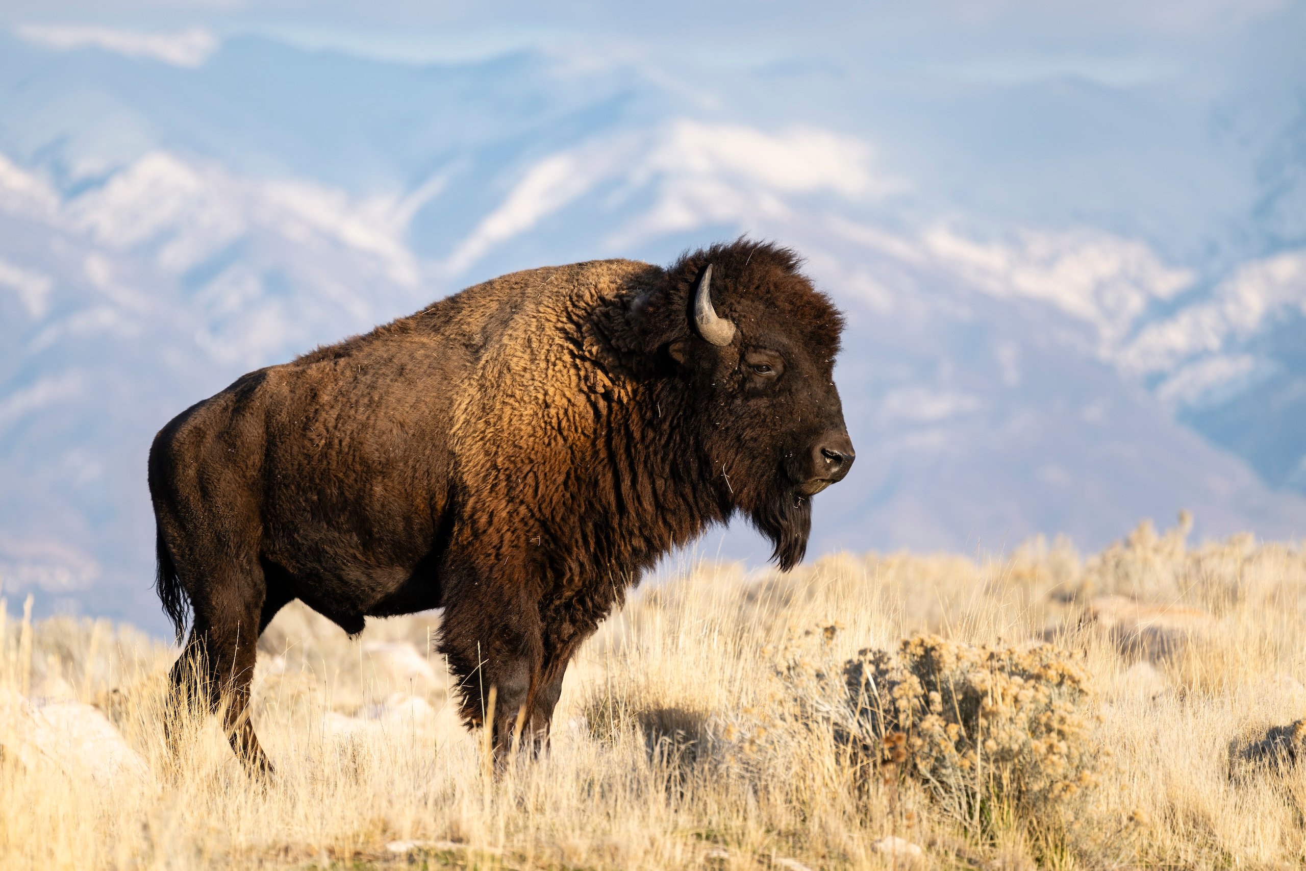 A buffalo grazing in a field